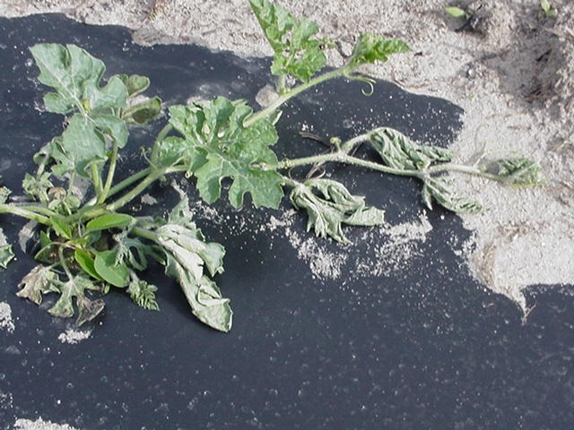 disease symptoms on watermelon vine (The South Carolina Grower)
