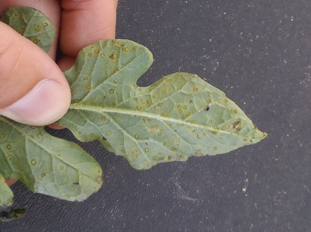 symptoms on underside of leaf