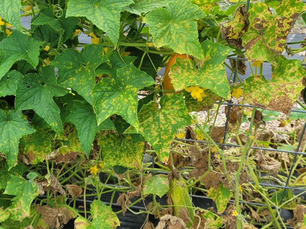 disease symptoms on cucumber leaves