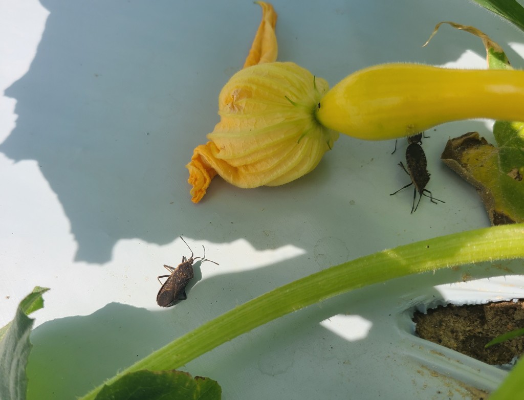 squash bug and young squash fruit