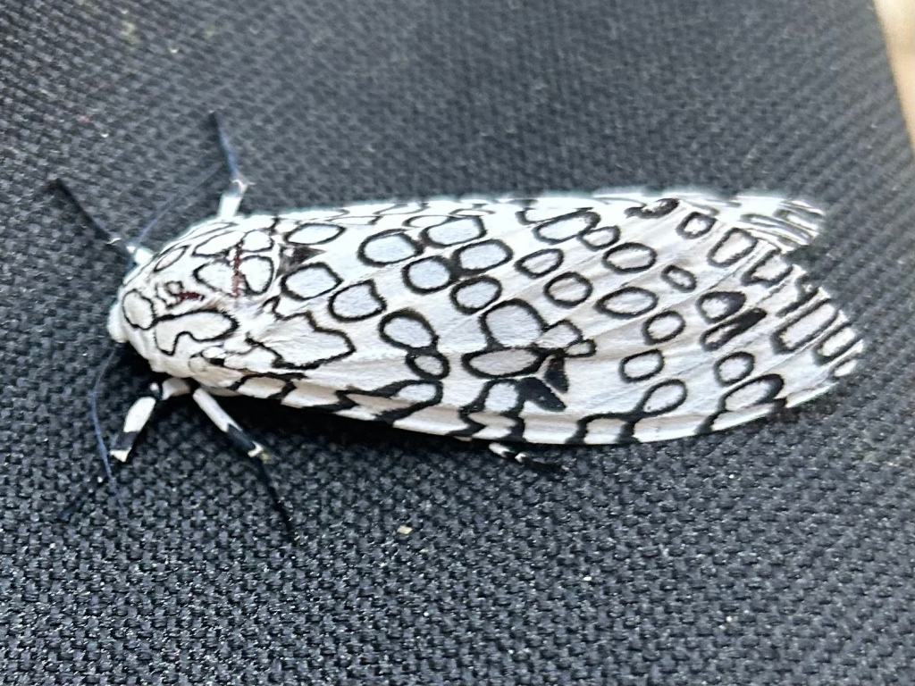 Question of the Week – Giant Leopard Moth