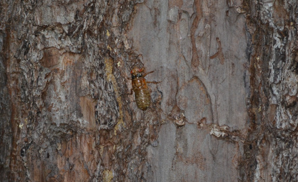 Question of the Week – Periodical Cicada